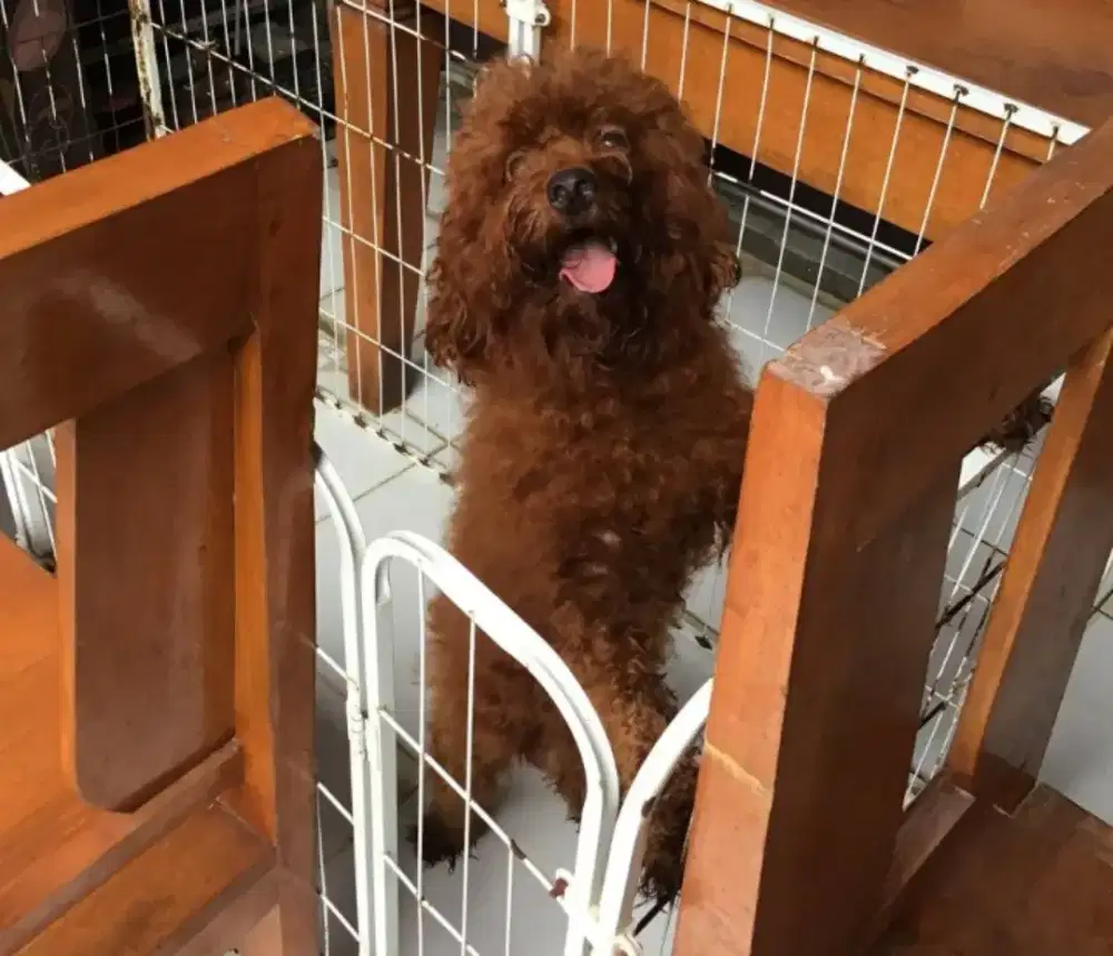 Pudel umur 2 stgh tahun barter kalo bisa Ama hp yg ram 6