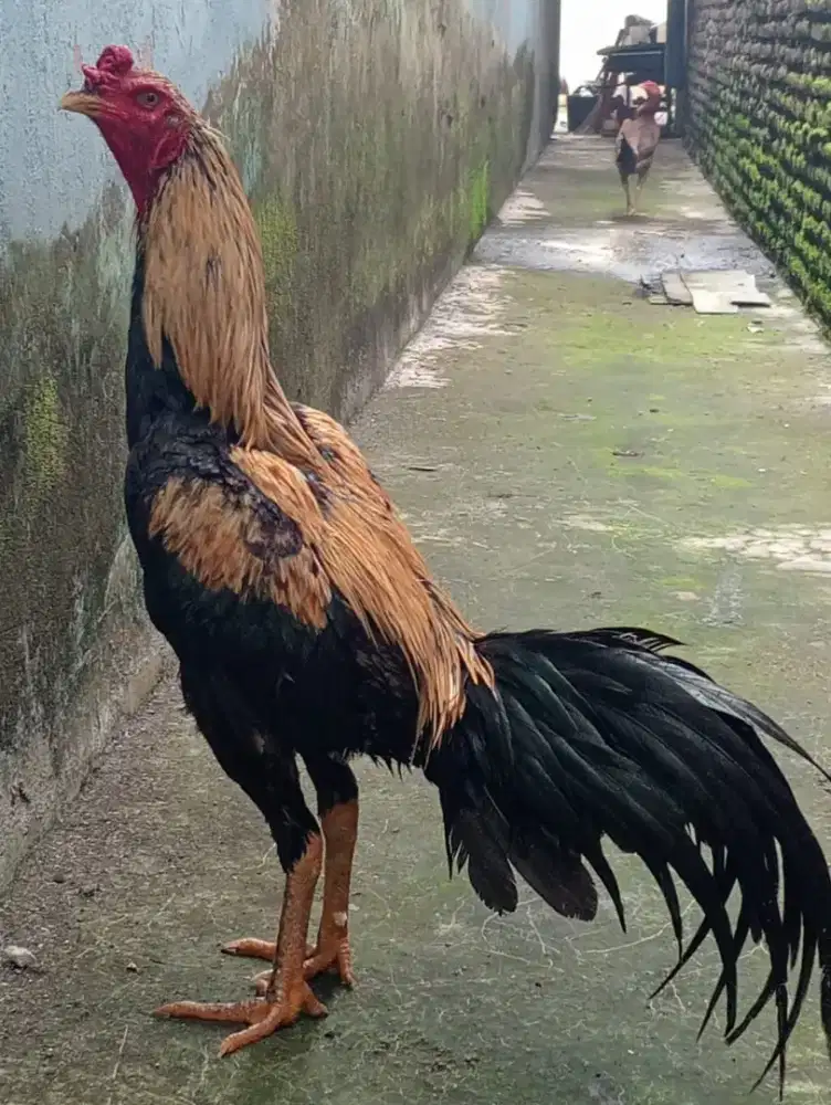 Ayam Mangon Silangan Bangkok pukul jalu