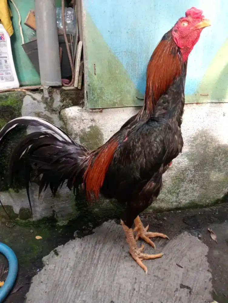 Ayam Bangkok ekor suromanten