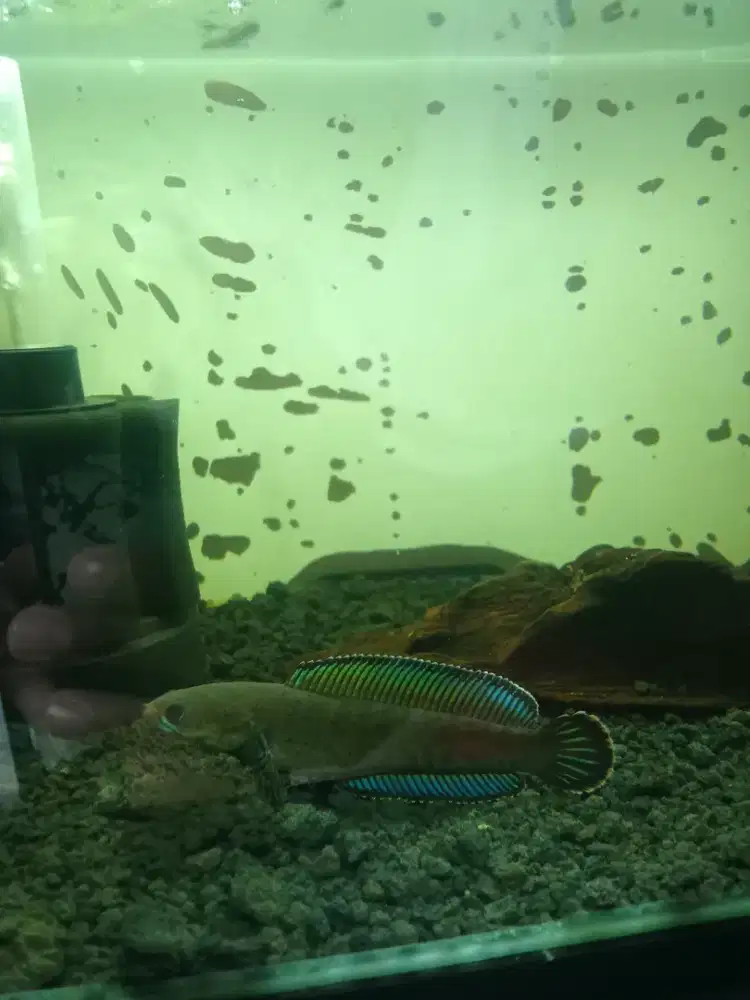 Aquarium(+filter)+Channa andrao hf sz 8-9cm full flaring(tangan&kaca)