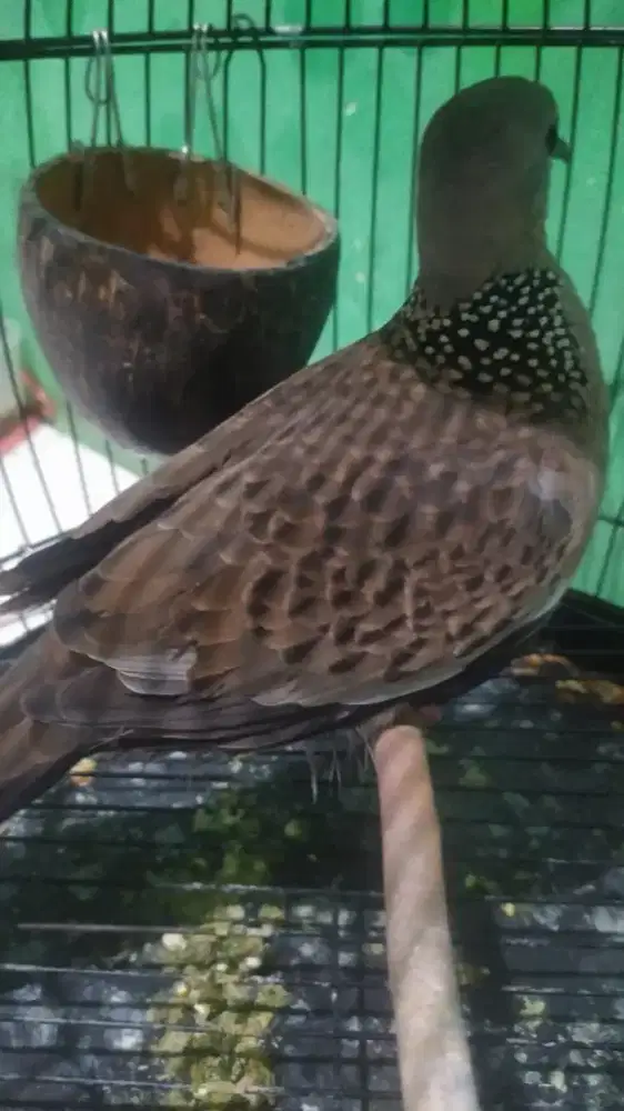 Kuk 2 sandung 3 dan betina kuk 5 sandung 6