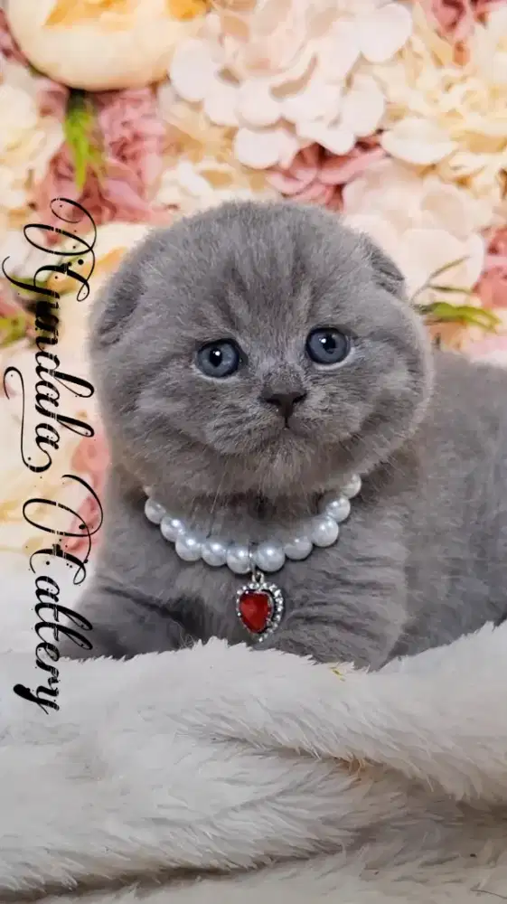 Kucing Lucu Scottish Fold