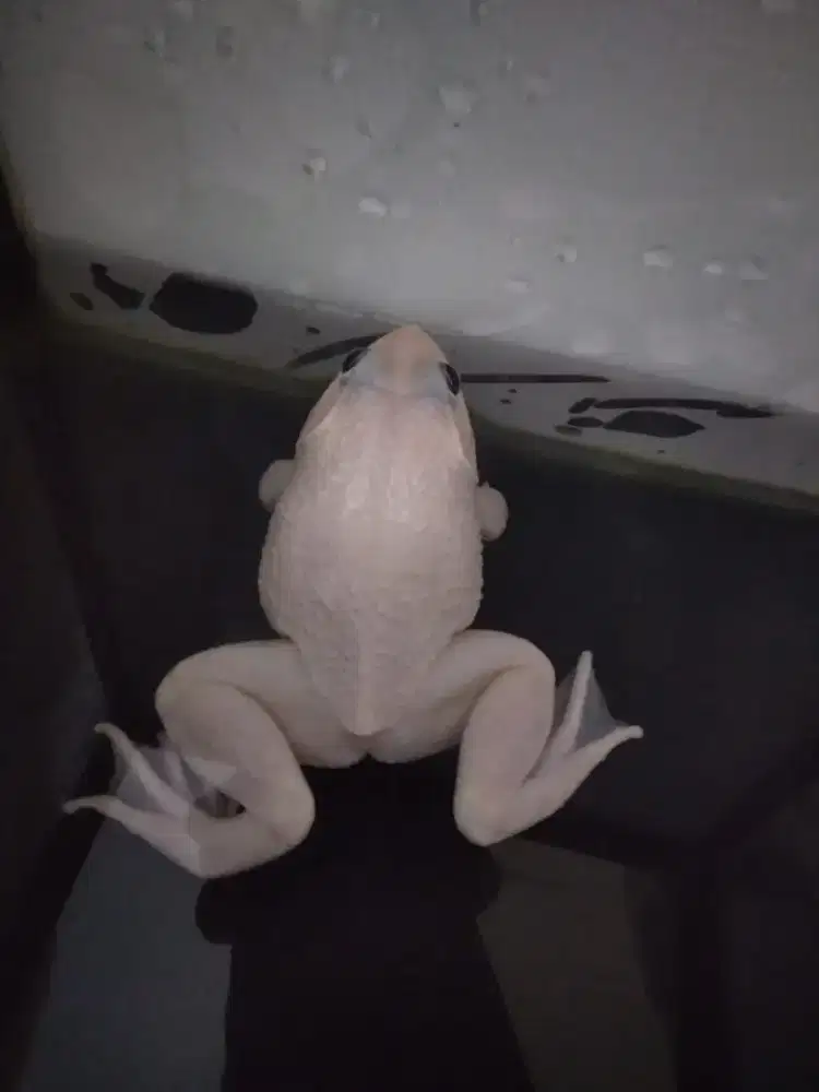 Asian bullfrog albino mata merah jantan  fengsui hoki