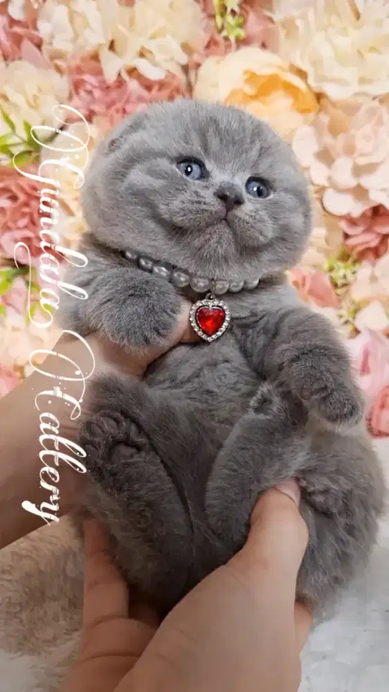 Kucing Lucu Scottish Fold