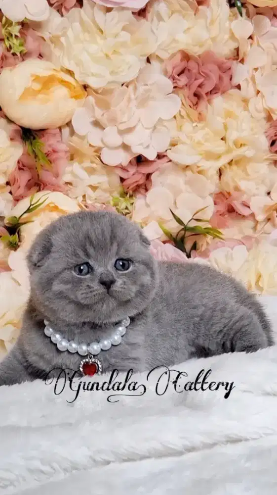 KUCING SCOTTISH FOLD