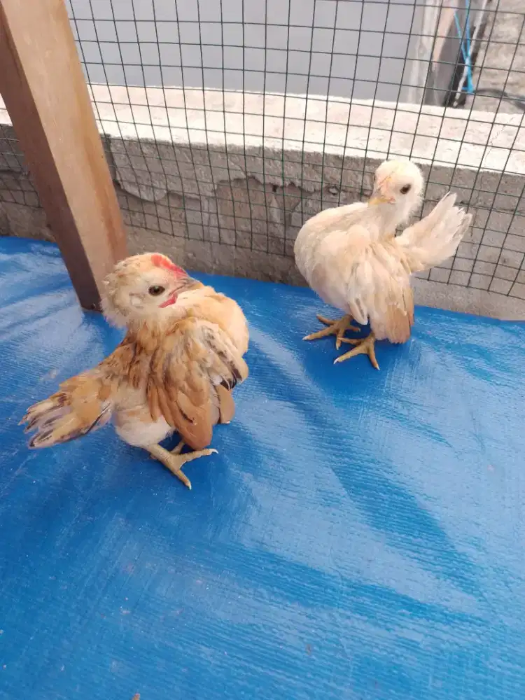 Anakan Serama selam size A original 1,5 bulan