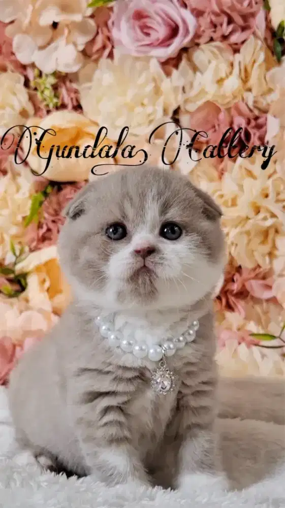 Kucing Scottish Fold