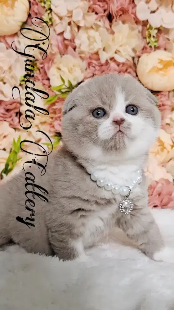 Kucing Lucu Scottish Fold Bsh