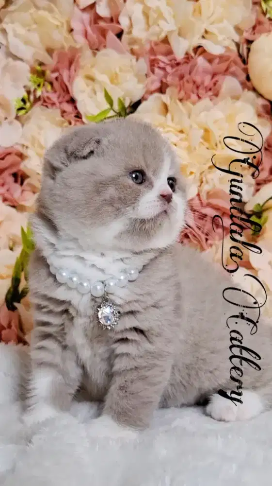Kucing Kitten Scottish Fold