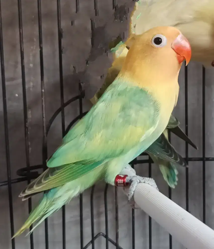 Burung Lovebird love bird Biola Aqua Pied Blue1 paud aman milet