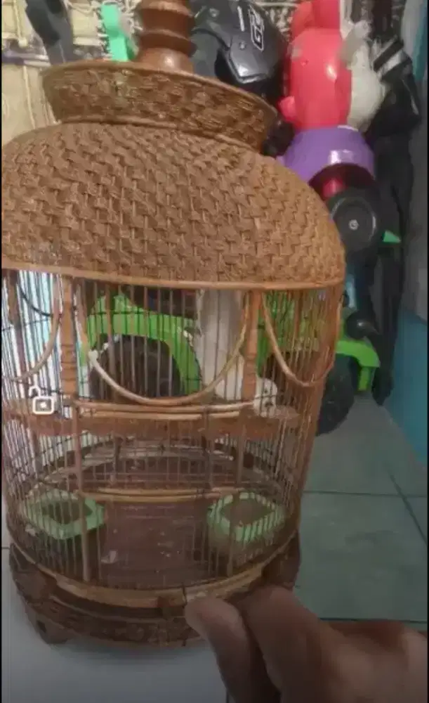 Perkutut putih cetrekan ngoar. Depom