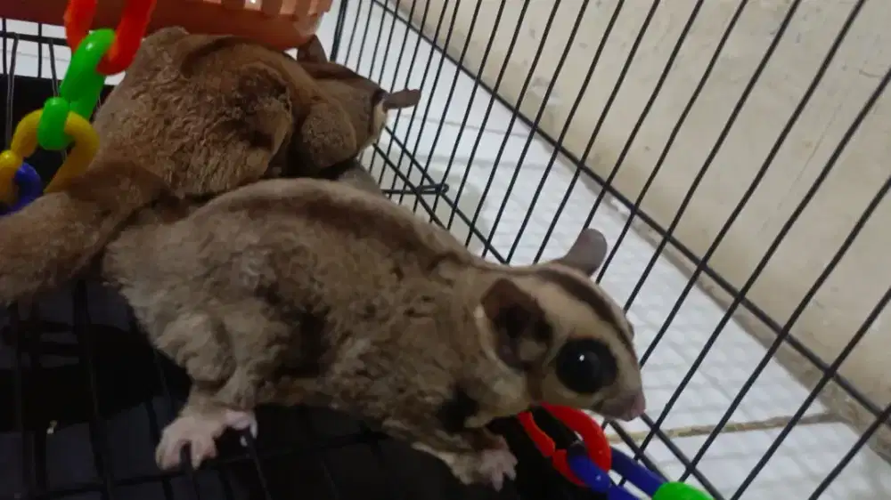 Sugar Glider Joy sepasang