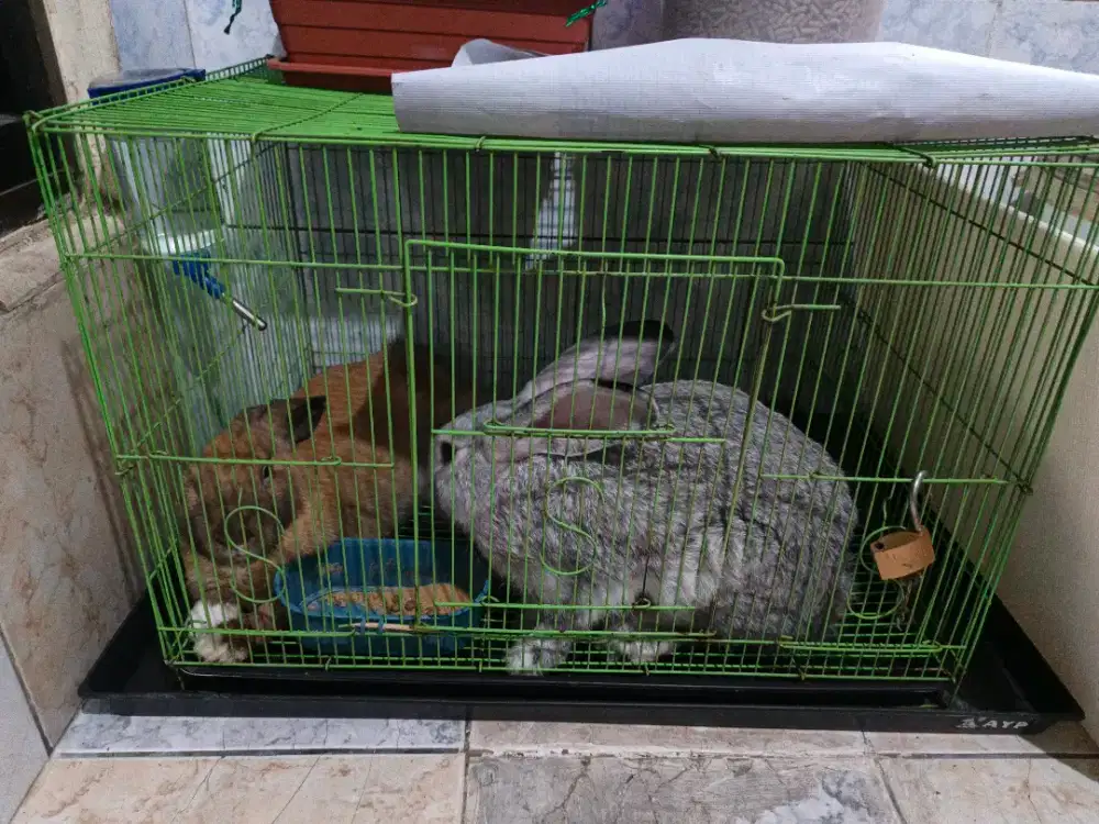 Kelinci jantan 2 ekor