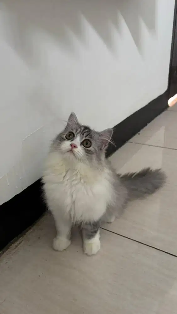 Kucing himalaya ragdoll