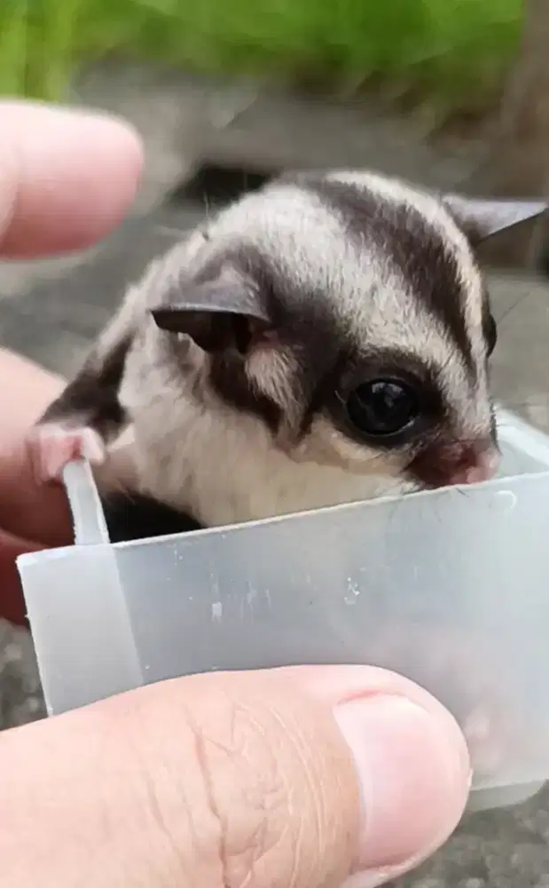 Sugar glider baby grey betina jinak