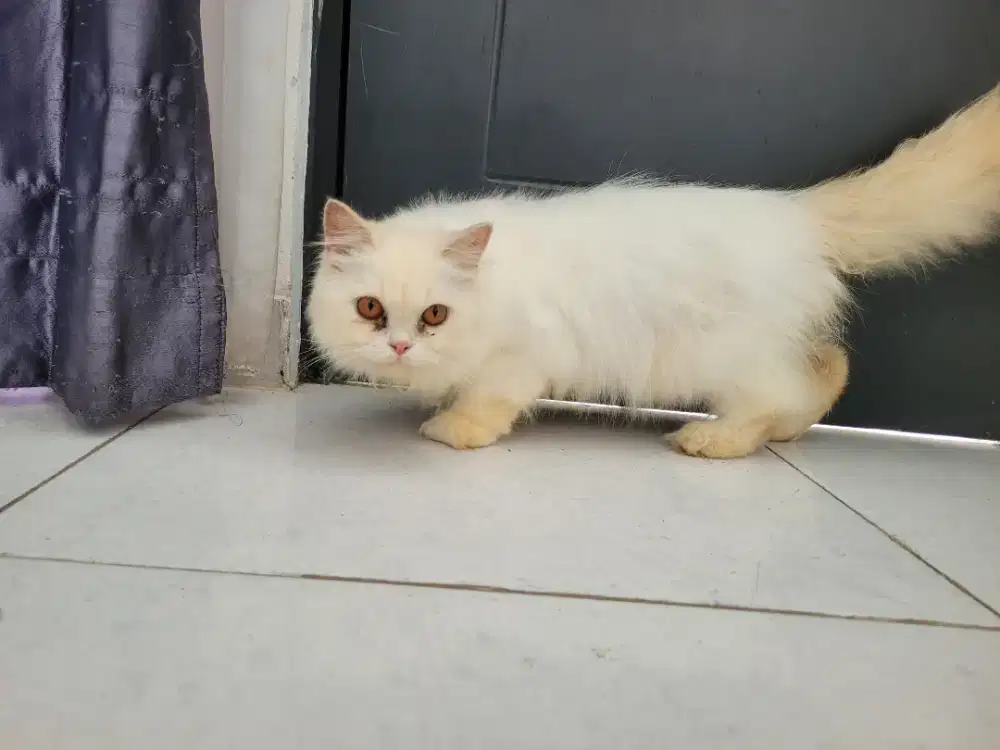 Persia kitten longhair