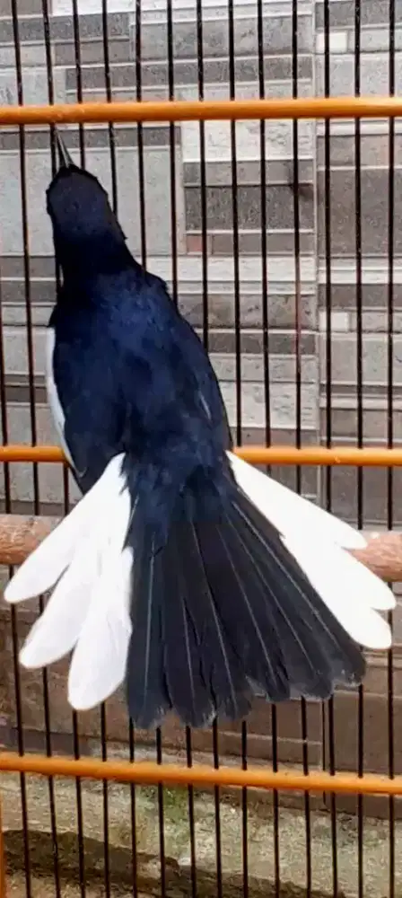 BURUNG KACER GACOR 24 JAM DOOR NGEPLAY NGOBRA MENTAL BAJA