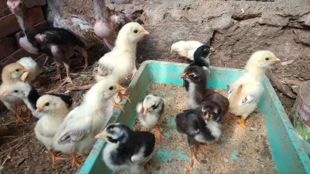 ayam kampung dan elba