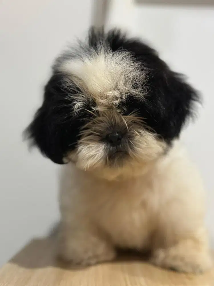Pure Shih Tzu mini