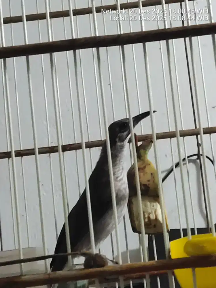 Burung c timor non tanduk mulus