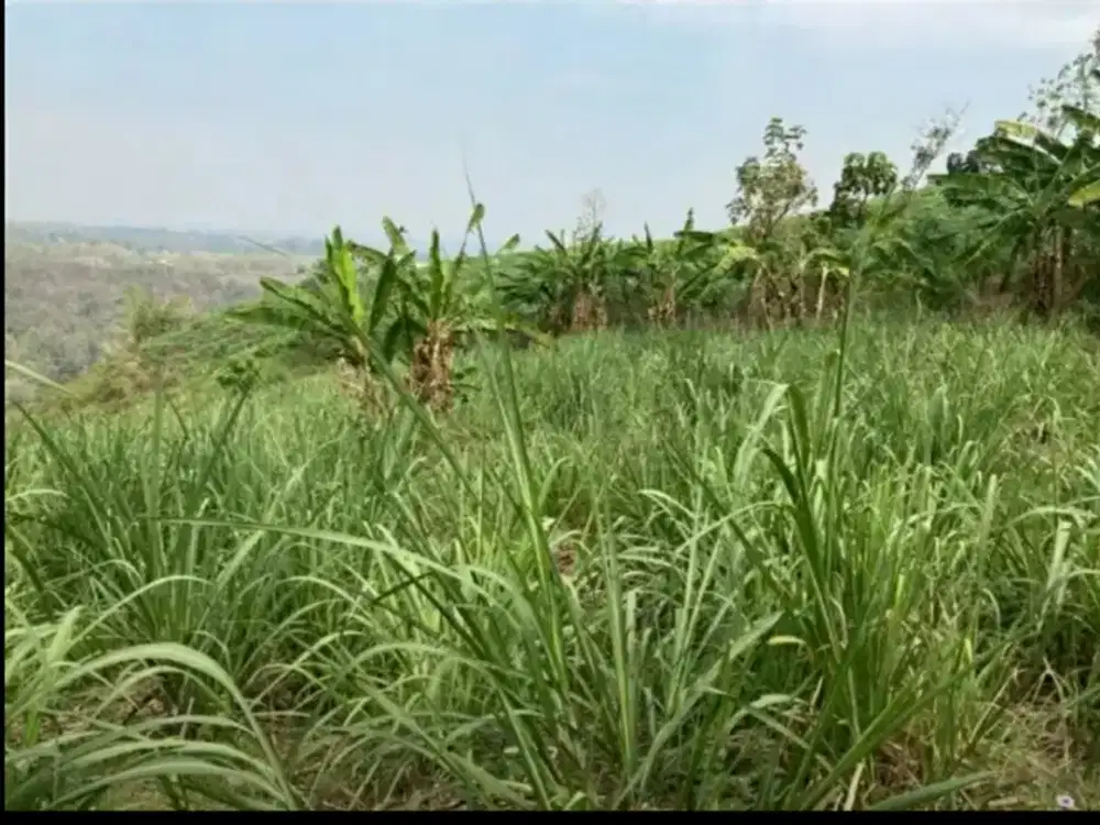 DIJUAL TANAH Perkebunan di Ngrimbi - Jombang