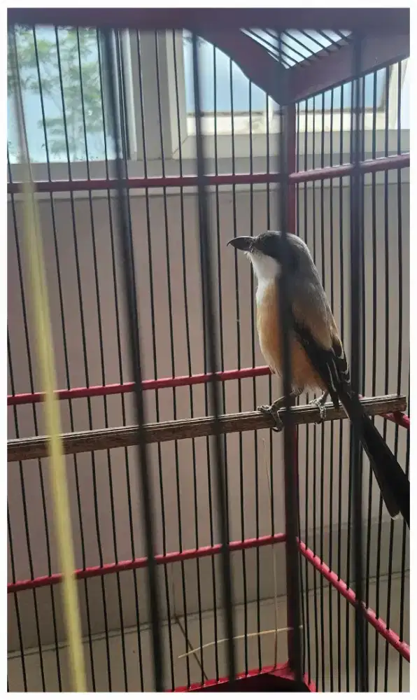 Burung cendett/Pentet