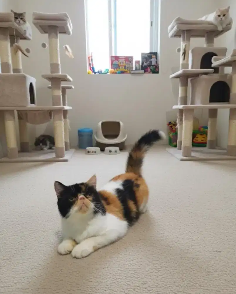 Exo peaknose Calico shorthair