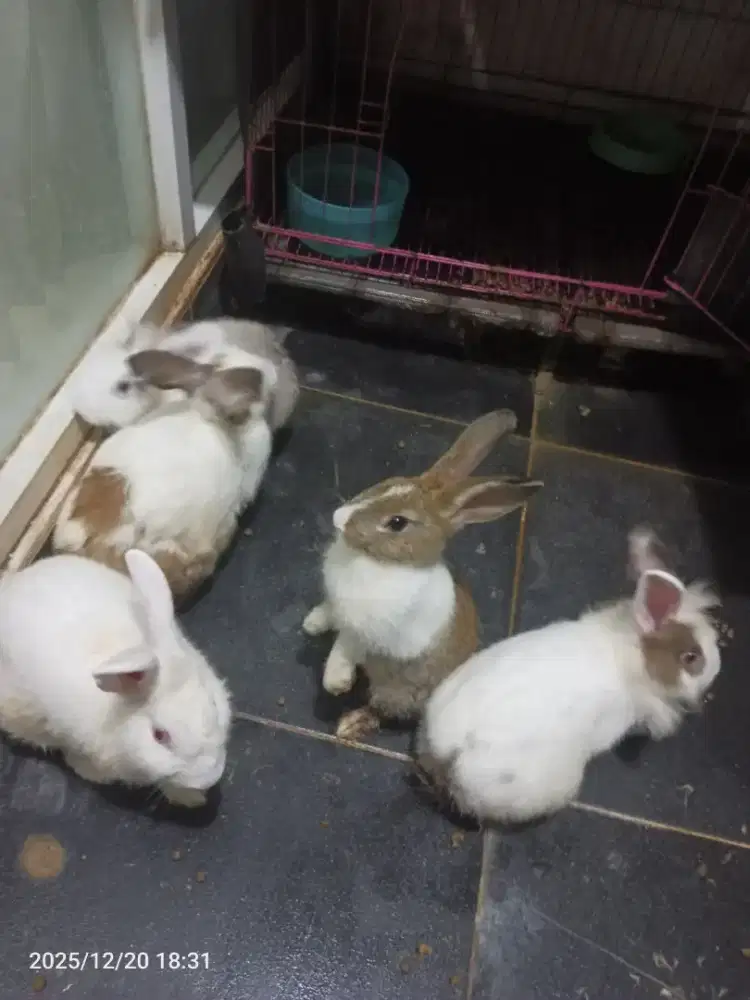 JUAL KELINCI LOKAL USIA 3 SAMPAI 6 BULAN