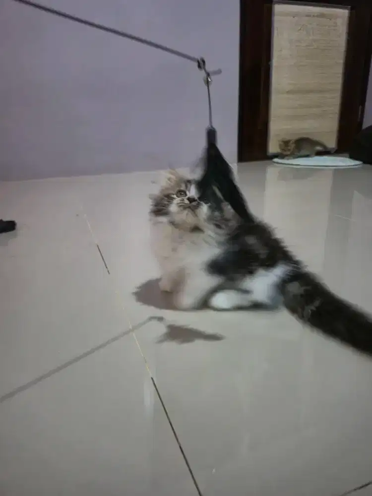 Kitten munchkin Jantan 2 bulan