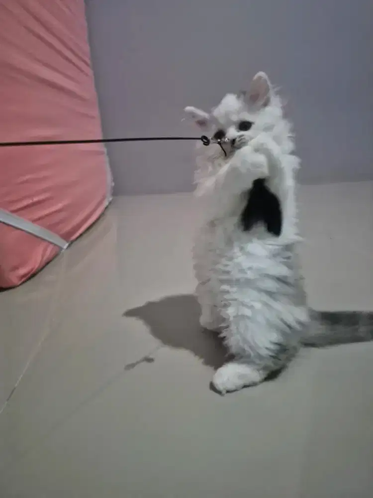 Persia NS kitten jantan 2 bulan