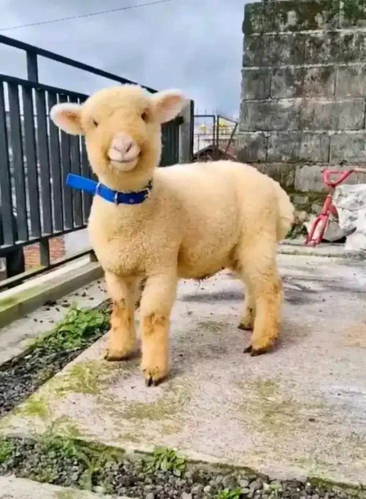 DOMBA MERINO LUCU