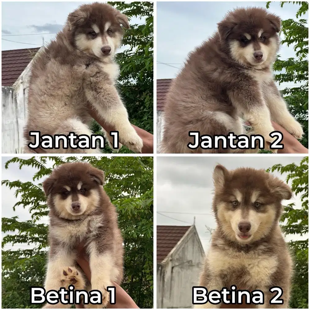Alaskan malamute puppy stambum vaksin