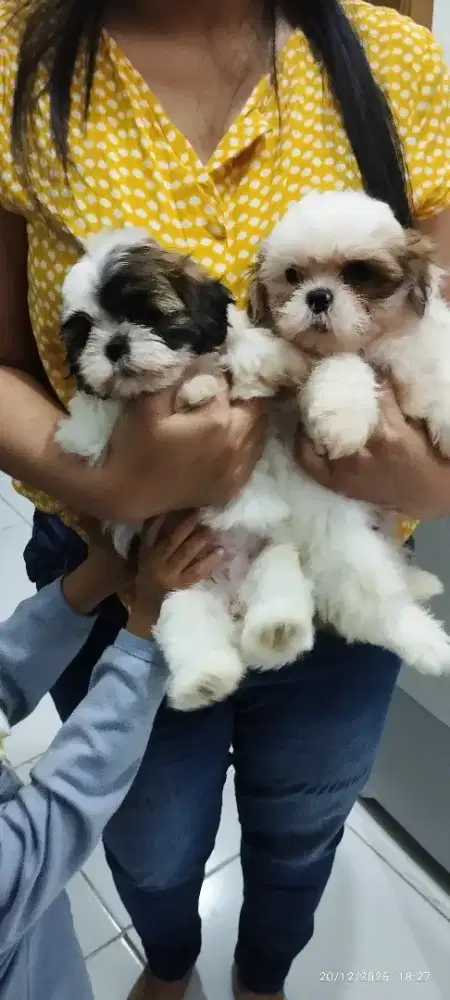 Shihtzu jantan betina murah
