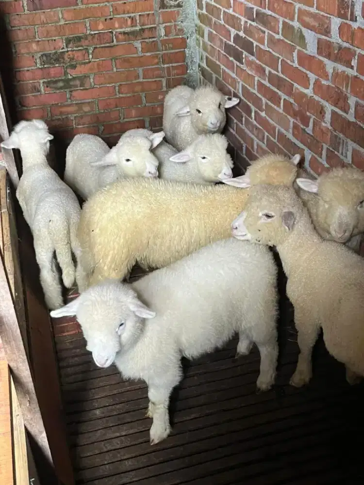DOMBA MERINO LUCU