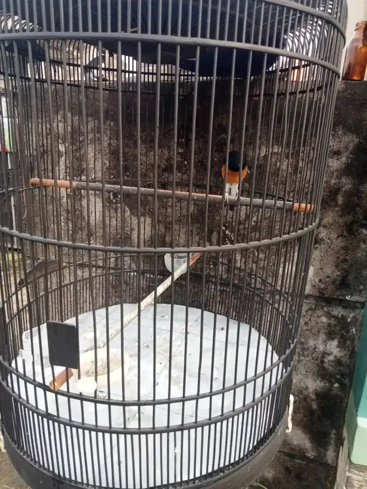 dijual murah murai batu Medan full set