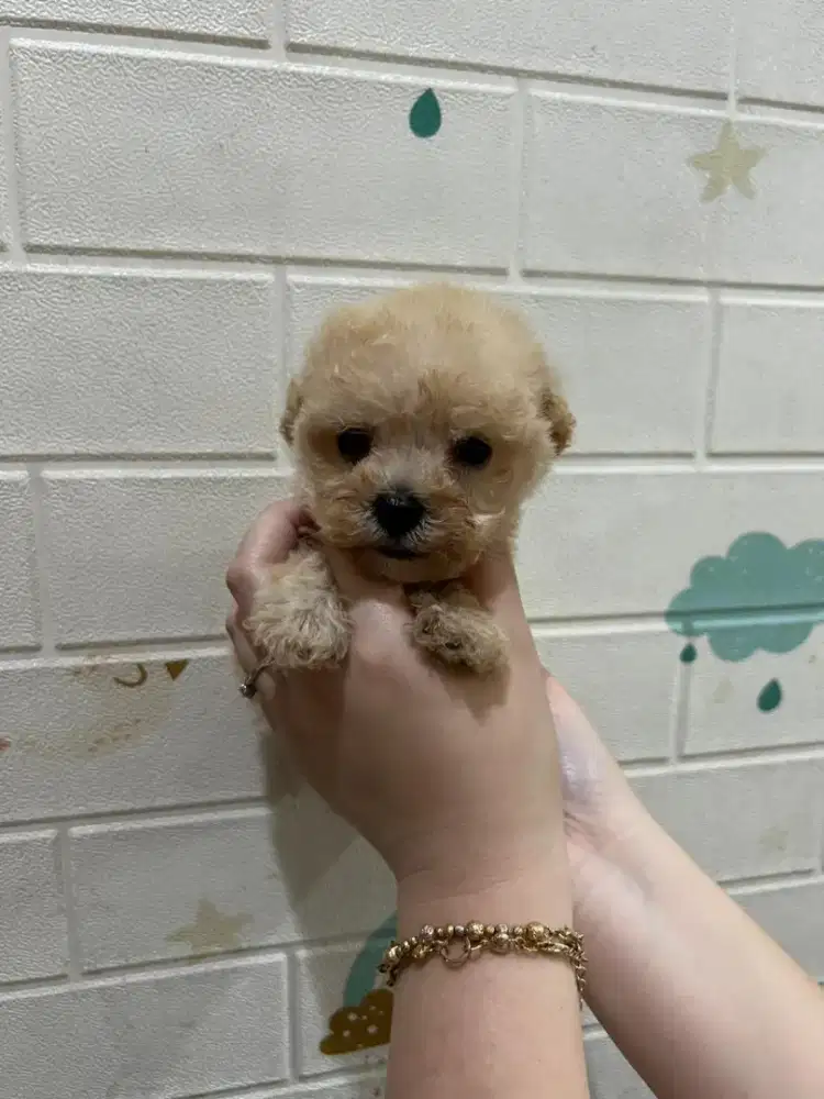 Poodle size kecil jantan