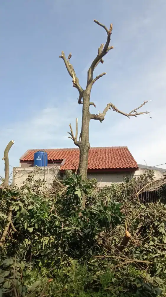 Jasa Tebang Pohon, Angkut barang & buang Puing,sampah dll cek dskripsi