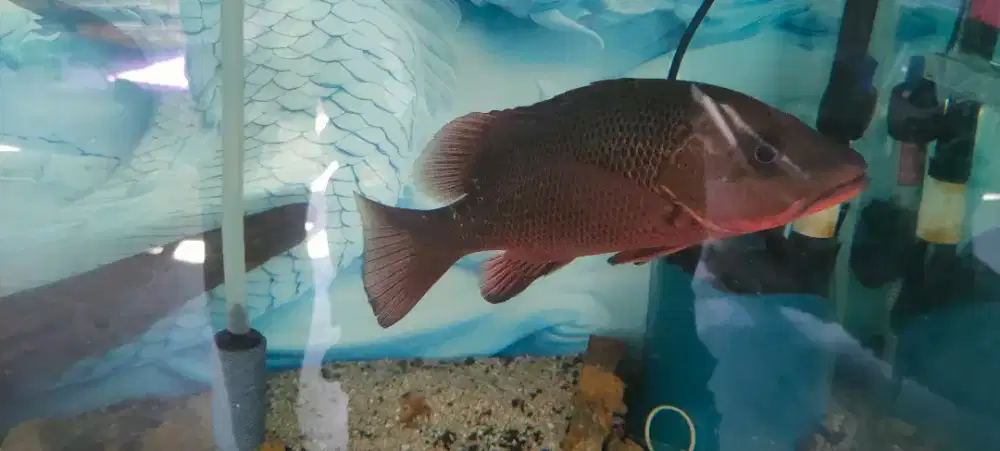 ikan kakap merah / MJ