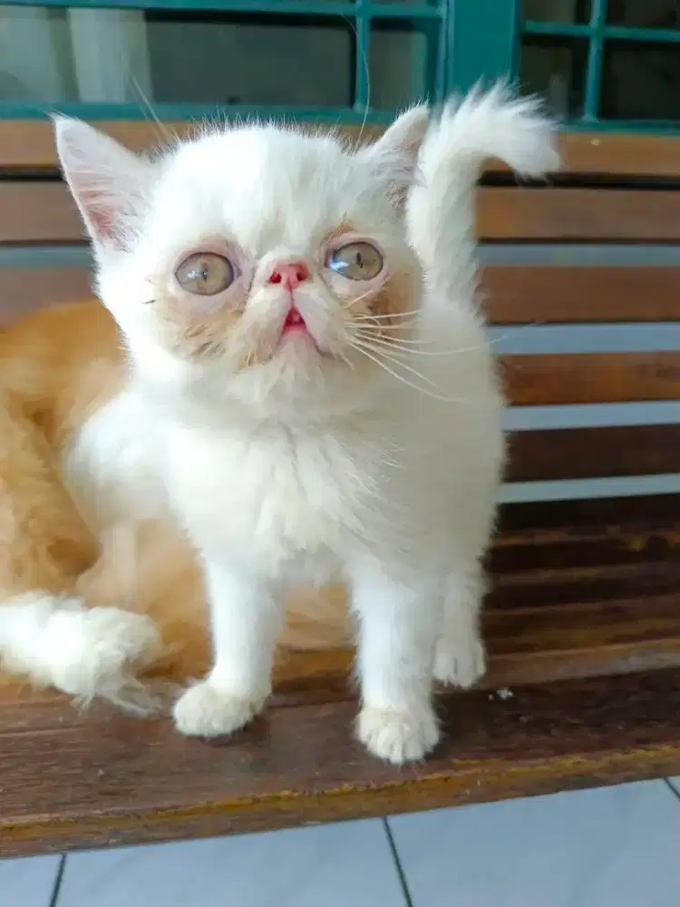 Kitten jantan usia 2 bln