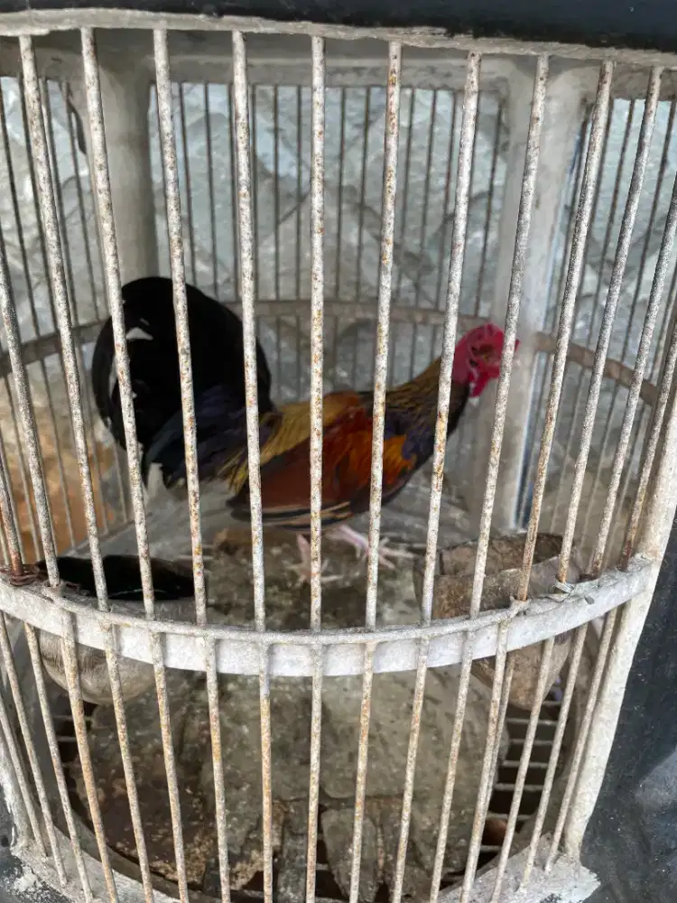 Ayam Hias dan ayam hutan