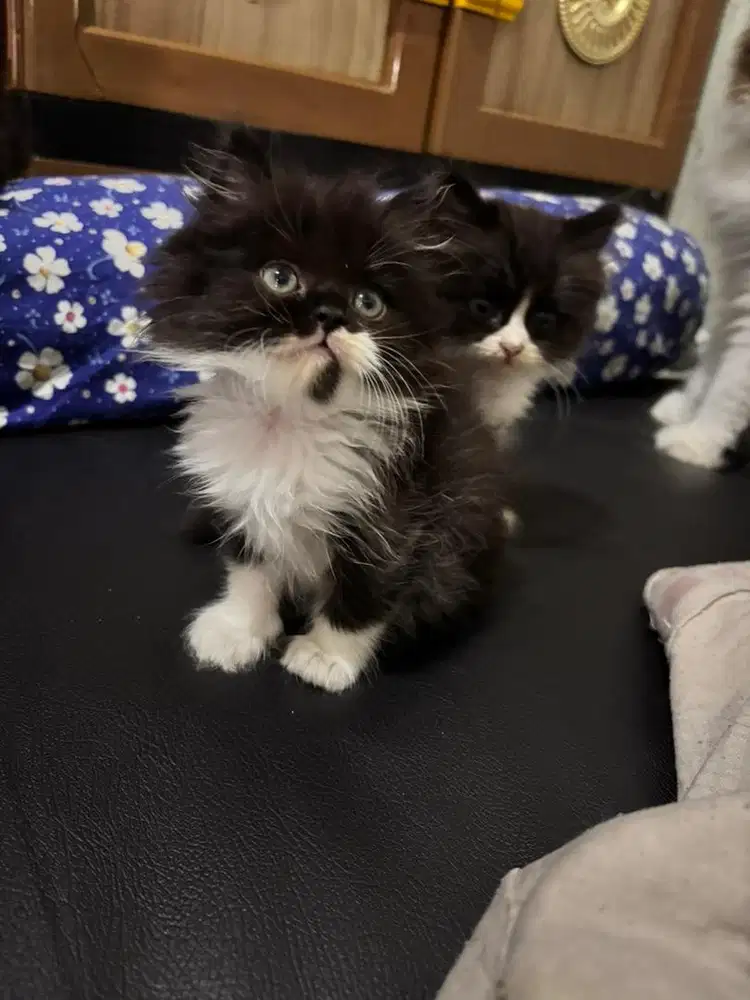 Kucing persia tuxedo