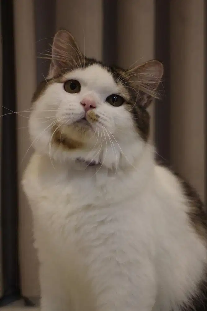 DIJUAL KUCING VIRAL + AKUN TIKTOKNYA