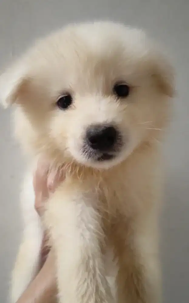 NEGO! ANAK ANJING SAMOYED STAMBUM, VAKSIN, CHIP. GOOD QUALITY!