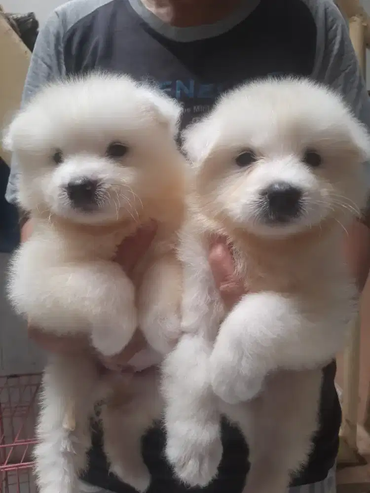 ECER/ BORONG. ANAK ANJING SAMOYED STAMBUM, VAKSIN, CHIP