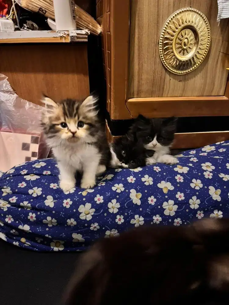 Kucing persia anakan radgoll