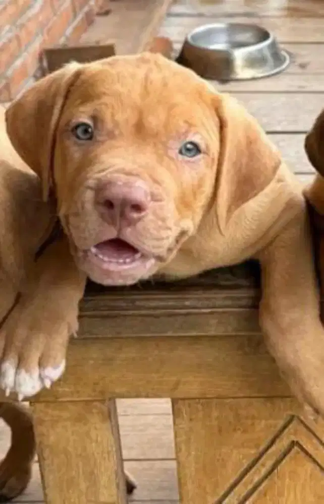 ANAK ANJING PITBULL JANTAN BIG SIZE