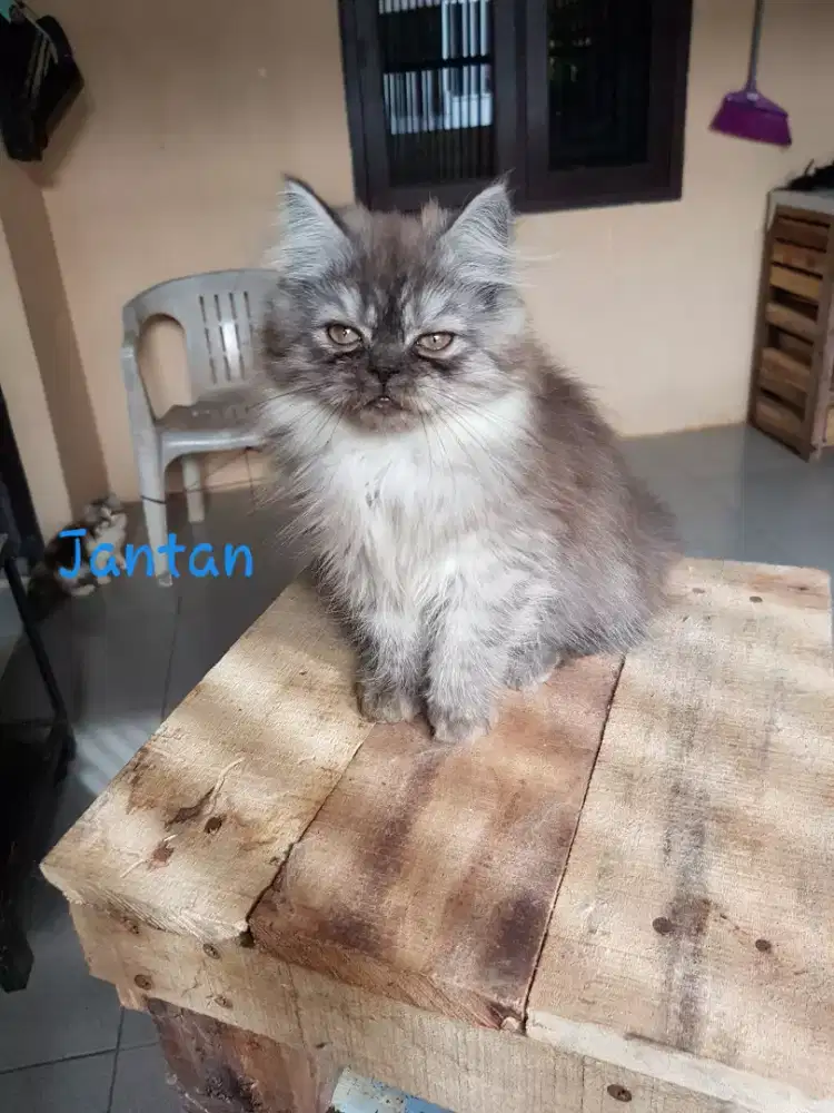 Sepasang Kitten umur 3 bulan