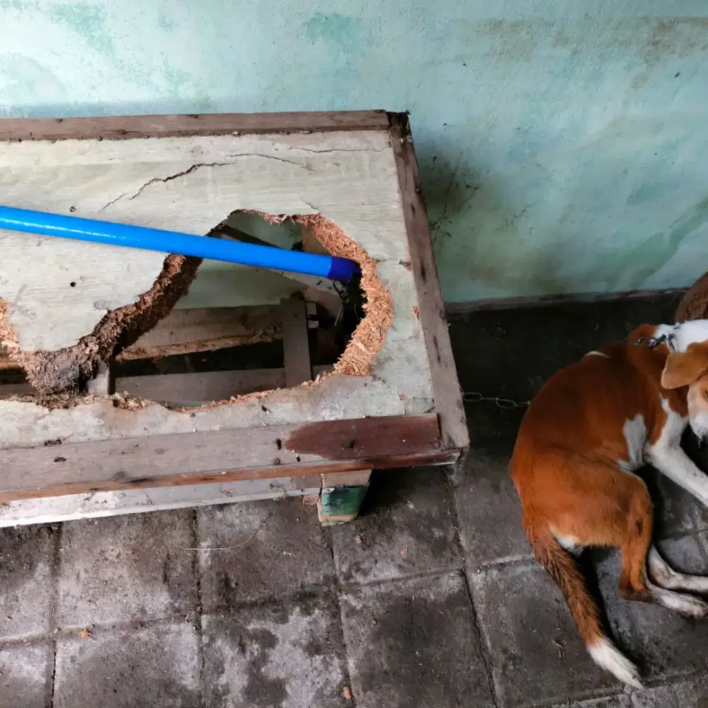 Kayu pohon untuk bakar