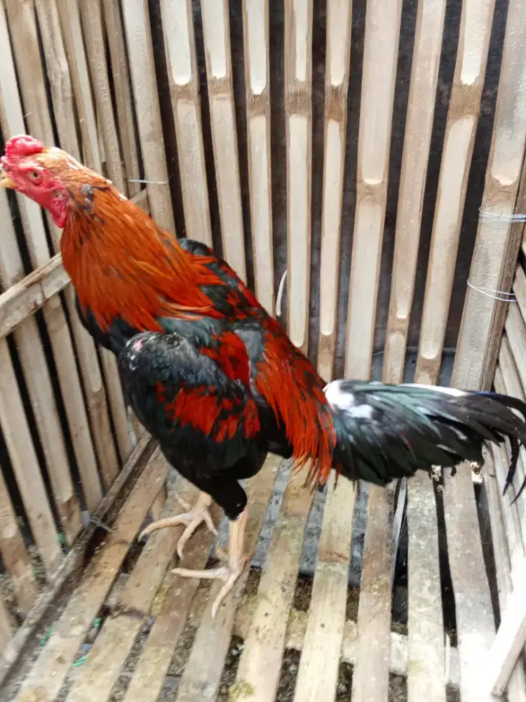 Jual ayam Bangkok