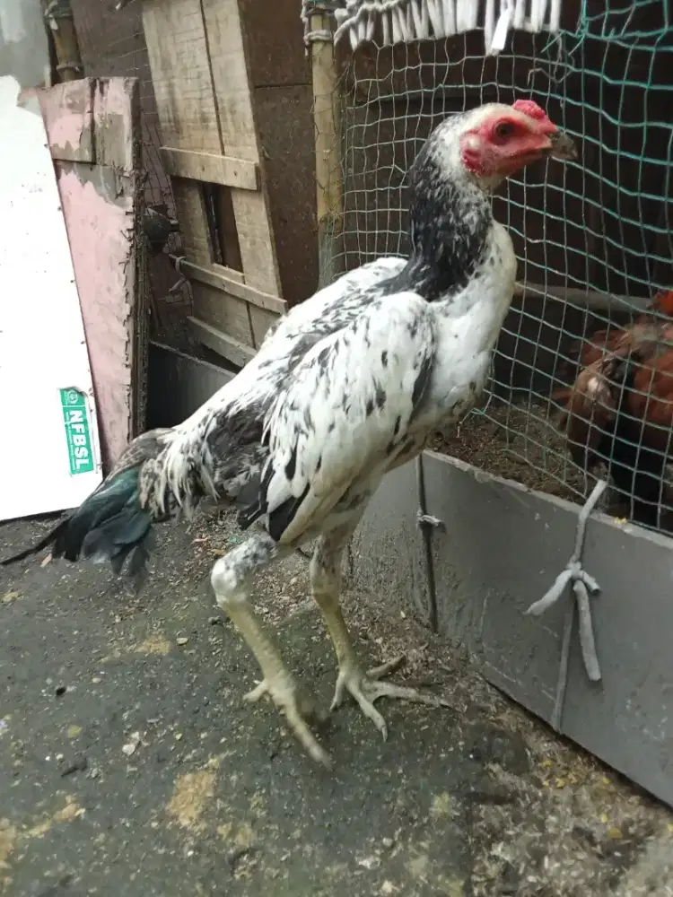 Jual ayam adu jenis